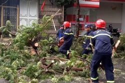 Kinh tế Kinh tế Xử lý cây xanh ngã đổ do bão, giải phóng đường đi
