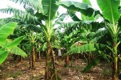 Công an nói về vụ thi thể cụ bà 95 tuổi chôn trong vườn nhà