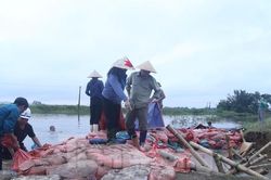 Hình ảnh người dân nỗ lực 'vá' đê bị vỡ ở Nghệ An