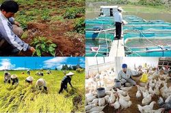 Bức tranh nông nghiệp quý 3/2022: Sản lượng lúa giảm, chăn nuôi và thủy sản hồi phục nhanh