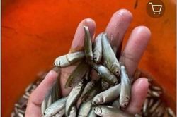 Cá linh kho mía