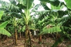 Không có tác động ngoại lực trên thi thể cụ bà 95 tuổi