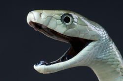 Ba người cùng nhà bị rắn mamba đen cắn tử vong