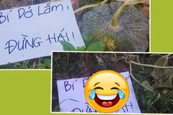 Cẩn thận treo biển 'chống trộm' bí, người trồng nhận lại hồi đáp 'dở khóc dở cười'