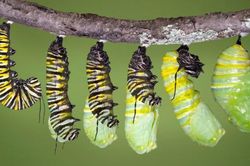 Từ chuyện 'con sâu qua sông' rút ra bài học cuộc đời