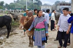 Hàng trăm thương lái đổ về 'sàn giao dịch trâu' lớn nhất Tây Bắc