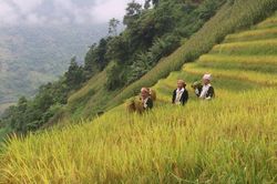 Nghi lễ rước hồn lúa của người Dao đỏ
