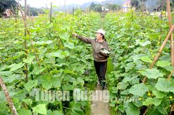 Phát triển kinh tế tập thể đúng hướng, hiệu quả, bền vững