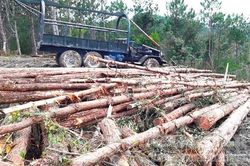 Vụ phá gần 200 héc-ta rừng thông để trồng mắc ca: 'Tối hậu thư' cho nhà đầu tư