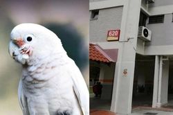 Phải bán căn hộ vì con vẹt nhà hàng xóm quá ồn ào