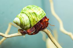 Bộ sưu tập ốc mượn hồn sặc sỡ sắc màu của cô gái 9X Hà Nội