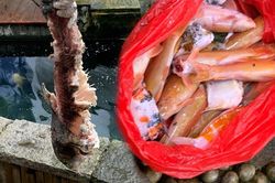23 con cá koi bị gặm nát, gia chủ vừa sốc vừa bất lực trước danh tính của thủ phạm