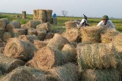 Khai thác 'mỏ vàng' phế, phụ phẩm nông nghiệp