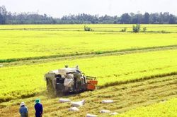 Việt Nam đang dẫn đầu giá xuất khẩu gạo 5% và 25% tấm
