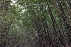 Nguyên Giám đốc Vườn Quốc gia Mũi Cà Mau bị bắt về tội tham ô tài sản