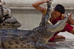 Đô vật cá sấu - Nghề 'mua vui' cho du khách nguy hiểm nhất thế giới