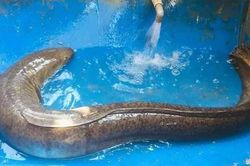 Người dân Thanh Chương liên tiếp bắt được cá lệch 'khủng' trên sông Lam