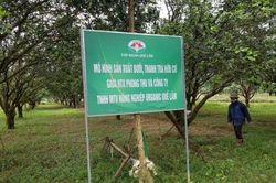Kinh tế Nông nghiệp - Nông thôn Xây dựng nền nông nghiệp tuần hoàn, có trách nhiệm