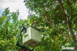 Bảo đảm an toàn cây xanh trong mùa mưa bão