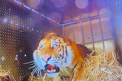 Chú hổ bị sốc khi được thả về rừng, vẻ mặt khiến dân mạng 'cười xỉu', bình luận rất hài