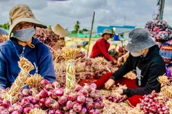 Tỉnh miền Tây có hơn 80.000 hộ nông dân sản xuất, kinh doanh giỏi