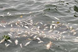 Cá chết nổi trắng mặt Hồ Tây vẫn tiếp diễn