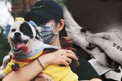 Cô gái cưu mang 29 chú chó mèo, vay nợ chạy chữa cho 'tụi nhỏ' lúc ốm đau