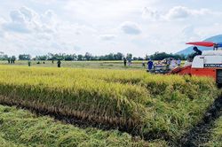 KTTT, HTX ở An Giang 'khoác áo mới' nhờ nông thôn mới