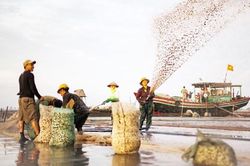 'Trên bãi biển đời ngao' - hay là vẻ đẹp của cái chết sống lại