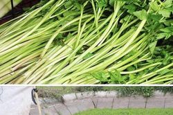 Nhớ ao rau cần