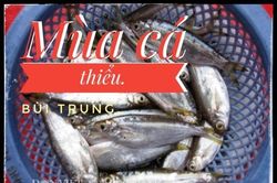 Mùa cá thiểu