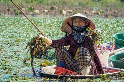 Mùa hái củ 'sừng trâu' ở vùng đầm lầy xứ Thanh