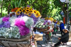 Thu Hà Nội đẹp nao lòng trên những chiếc xe hoa chở mùa qua phố