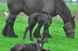 Ngựa sinh đôi, hiện tượng vô cùng hiếm gặp