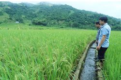 Thủy lợi thúc đẩy sản xuất nông nghiệp ở Mường Vi