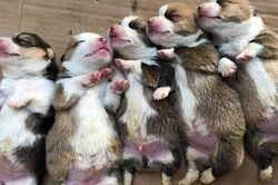 Chàng trai phố núi kiếm trăm triệu đồng mỗi tháng nhờ nuôi chó cảnh