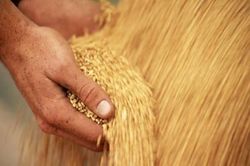 Nga cảnh báo có thể từ bỏ thỏa thuận xuất khẩu ngũ cốc