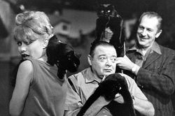 Những bức ảnh hiếm về cuộc tuyển chọn diễn viên mèo của Hollywood năm 1961