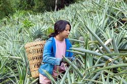 Phát triển hợp tác xã gắn với sản phẩm đặc trưng của địa phương