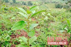 Cây quế bén rẽ trên đồi đất dốc
