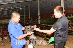 Xây dựng thương hiệu 'Gà ri Chiêm Hóa'