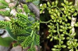 Góc sức khỏe: Truyền thuyết cây Vương Tôn