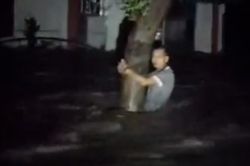 Người Đà Nẵng bám gốc cây để tránh bị lũ cuốn