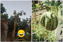 Muôn kiểu 'làm loạn' trêu chủ nhà của loạt cây trồng 'phản chủ'