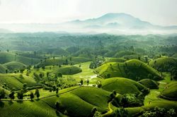 Ngắm vẻ đẹp mê hồn của đồi chè Long Cốc