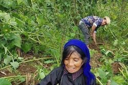 Củ sâm đất thành đặc sản được tìm mua
