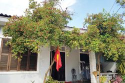 Đời sống Giữ cây - xây nhà