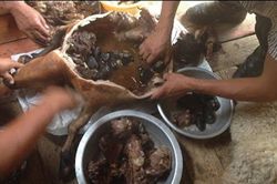 Sự thật rợn người sau món dê nướng ngon nức tiếng của người Mông Cổ