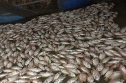 Hơn 6 tấn cá diêu hồng chết trắng sau một đêm mưa lũ
