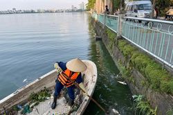 Cơ bản không còn hiện tượng cá chết nổi tại hồ Tây
